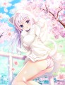 桜が綺麗だにゃー